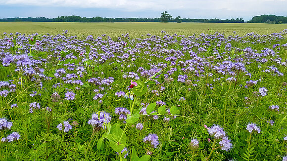 ltlsa/stb Blick über ein Feld, am Rand blüht und leuchtet "Bienenfreund" Büschelschön