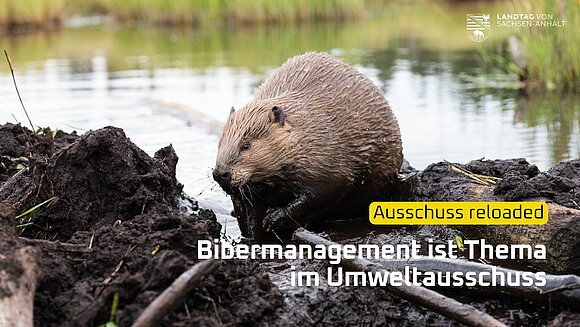 Biber mit Stöcken am Fluss.